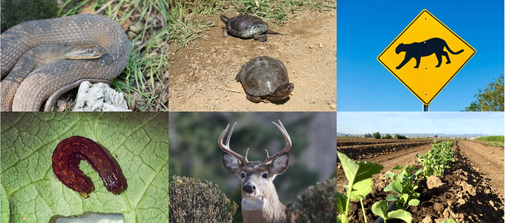 Examples of species I have studied