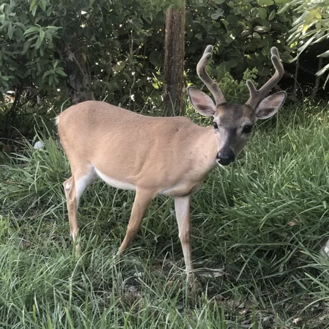 Signals of Urban Adaptation in the Evolution of Key Deer