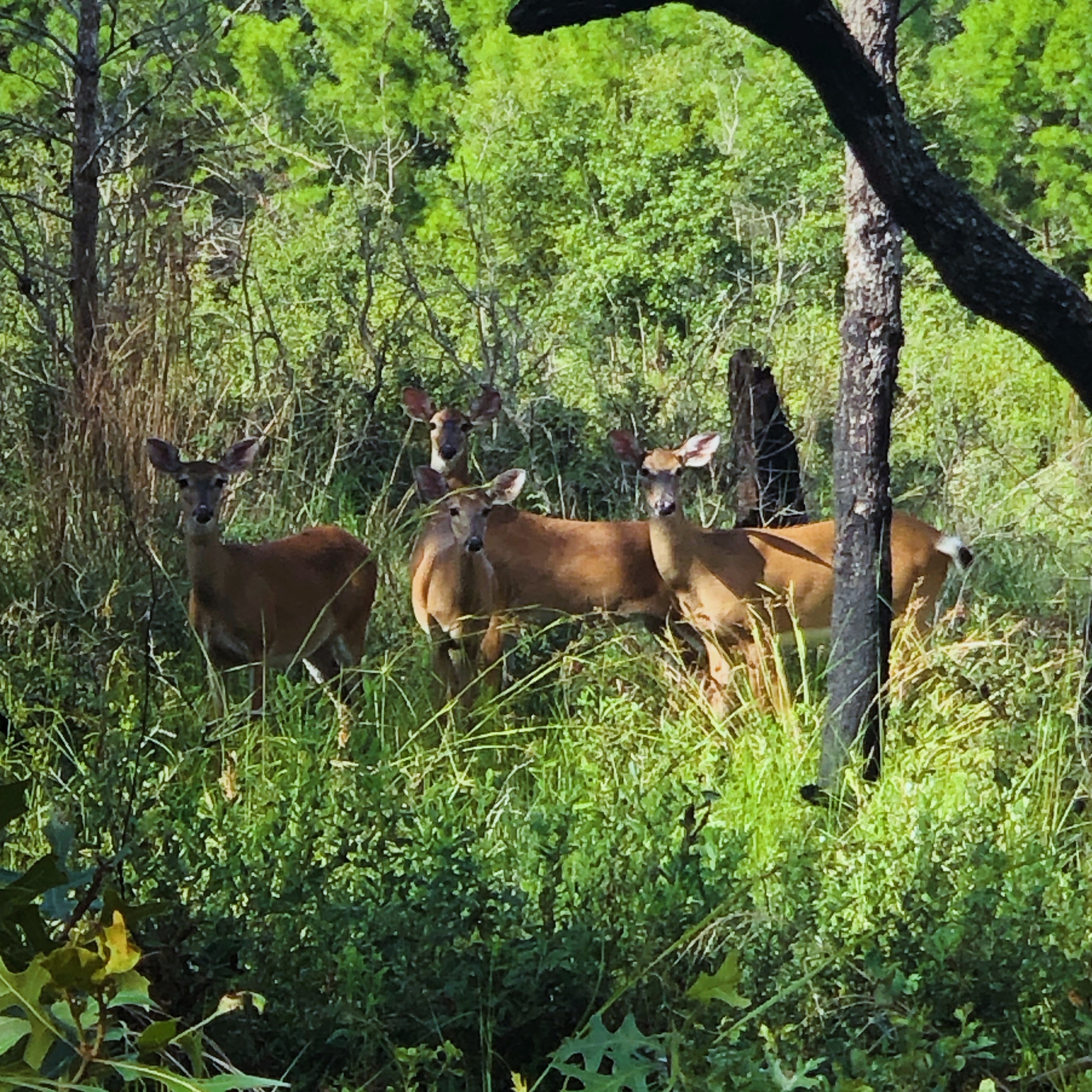 Integrated Climate Change Vulnerability Assessment for White-tailed Deer