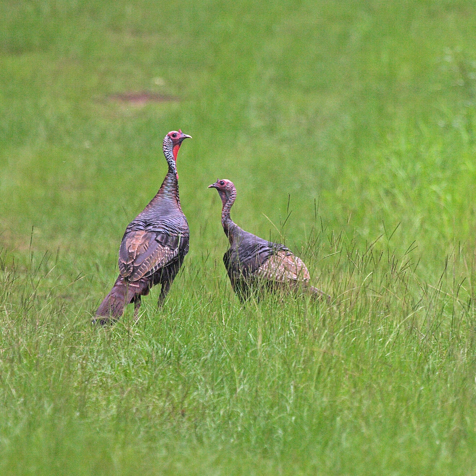 Effects of Climatic Variability on Resource Selection in Florida Turkeys
